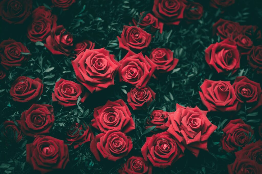 Fleur de rosier rouge