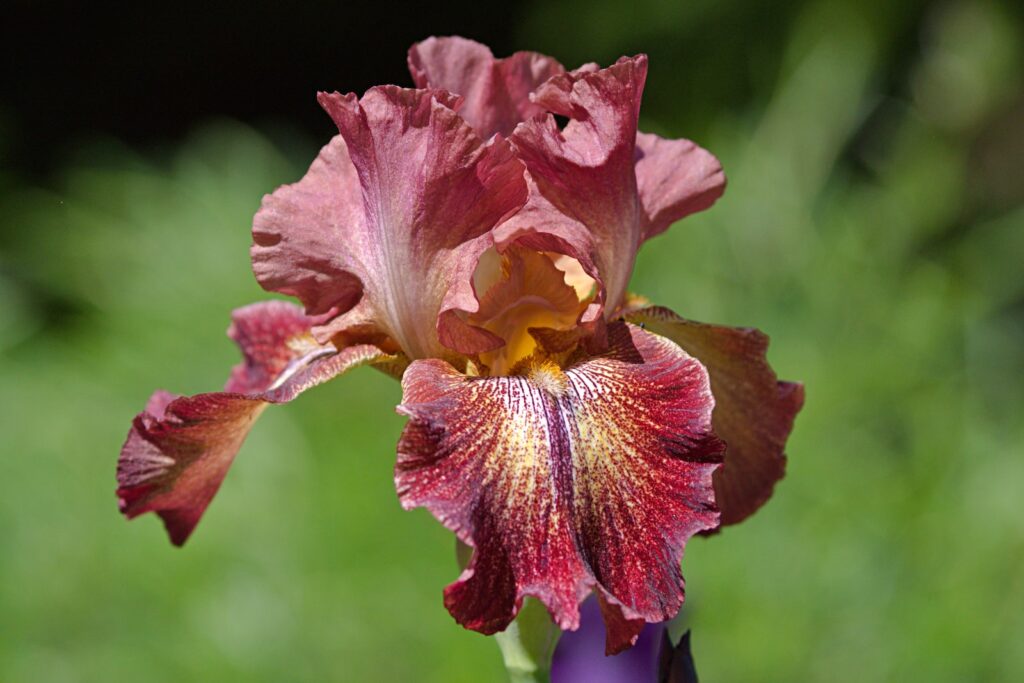 l'Iris rouge